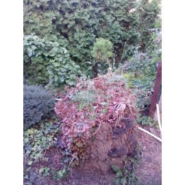 Декорация в пеньке